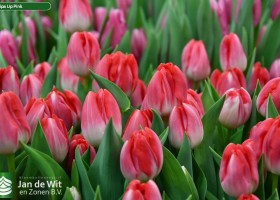 Tulipa Up Pink (3)